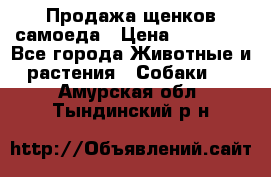 Продажа щенков самоеда › Цена ­ 40 000 - Все города Животные и растения » Собаки   . Амурская обл.,Тындинский р-н